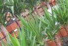 Binderaplant-nursery-10.jpg; ?>