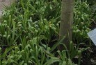 Binderaplant-nursery-23.jpg; ?>